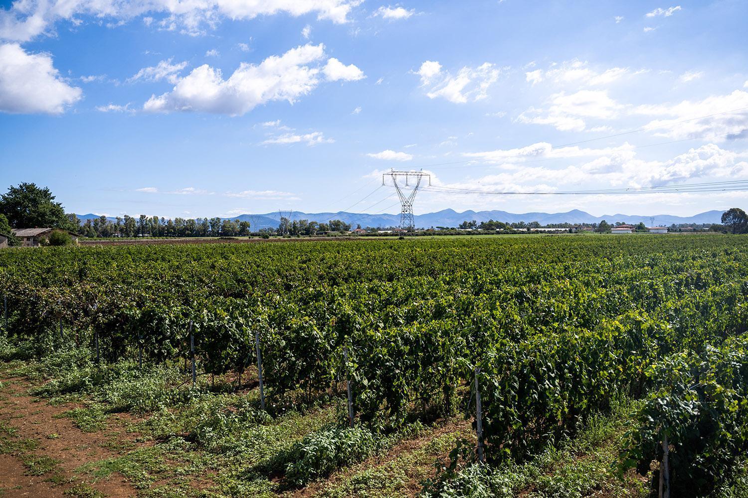 Agriturismo L'Ovile Borgo San Michele  Dış mekan fotoğraf