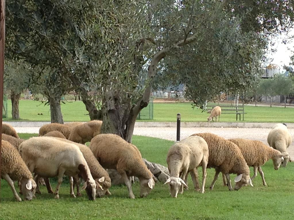 Agriturismo L'Ovile Borgo San Michele  Dış mekan fotoğraf